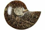 Polished Ammonite (Cleoniceras) Fossil - Madagascar #205085-1